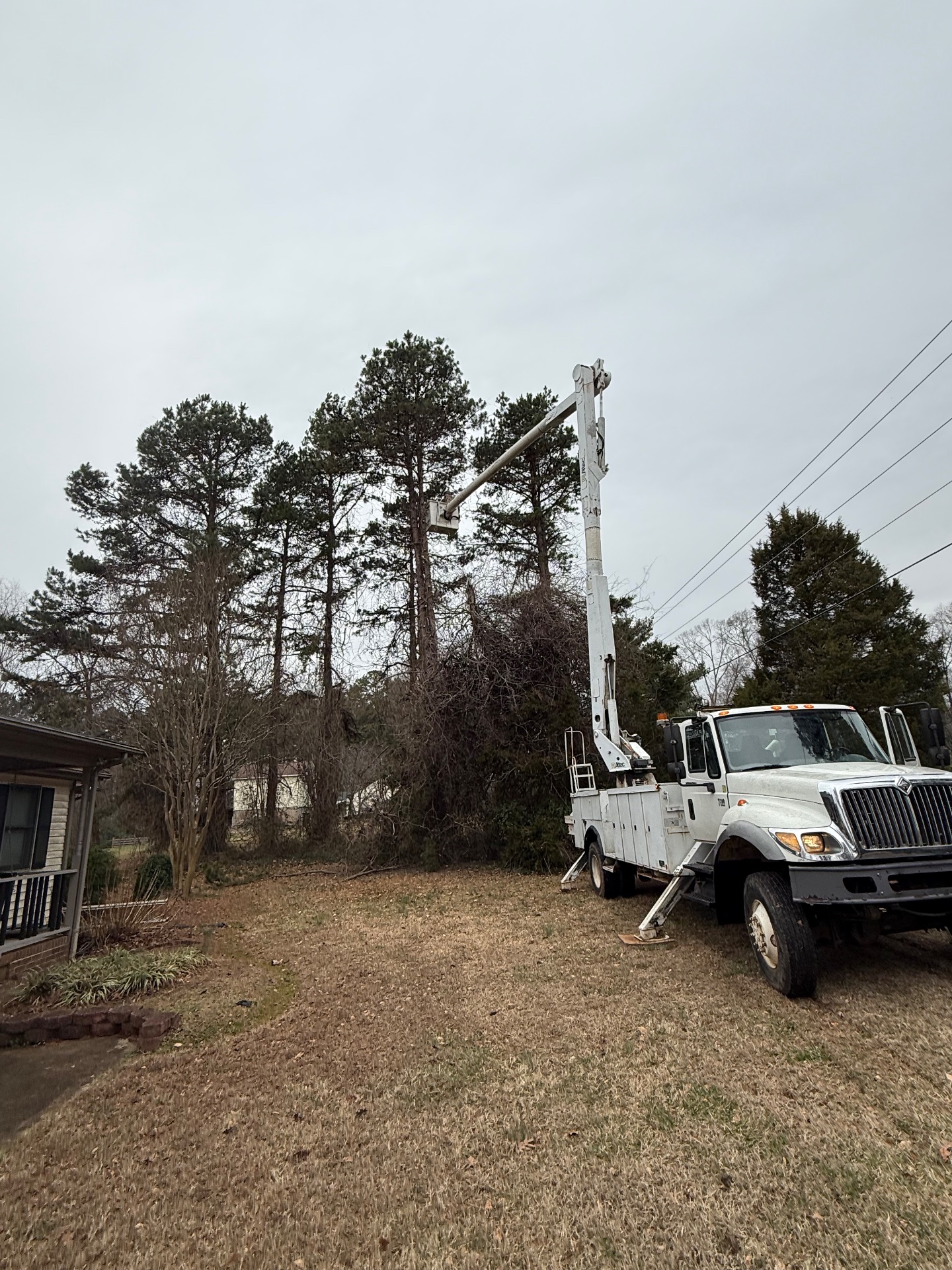 Covenant Tree Care, Tree Trimming and Removal in China Grove, NC - photo 4