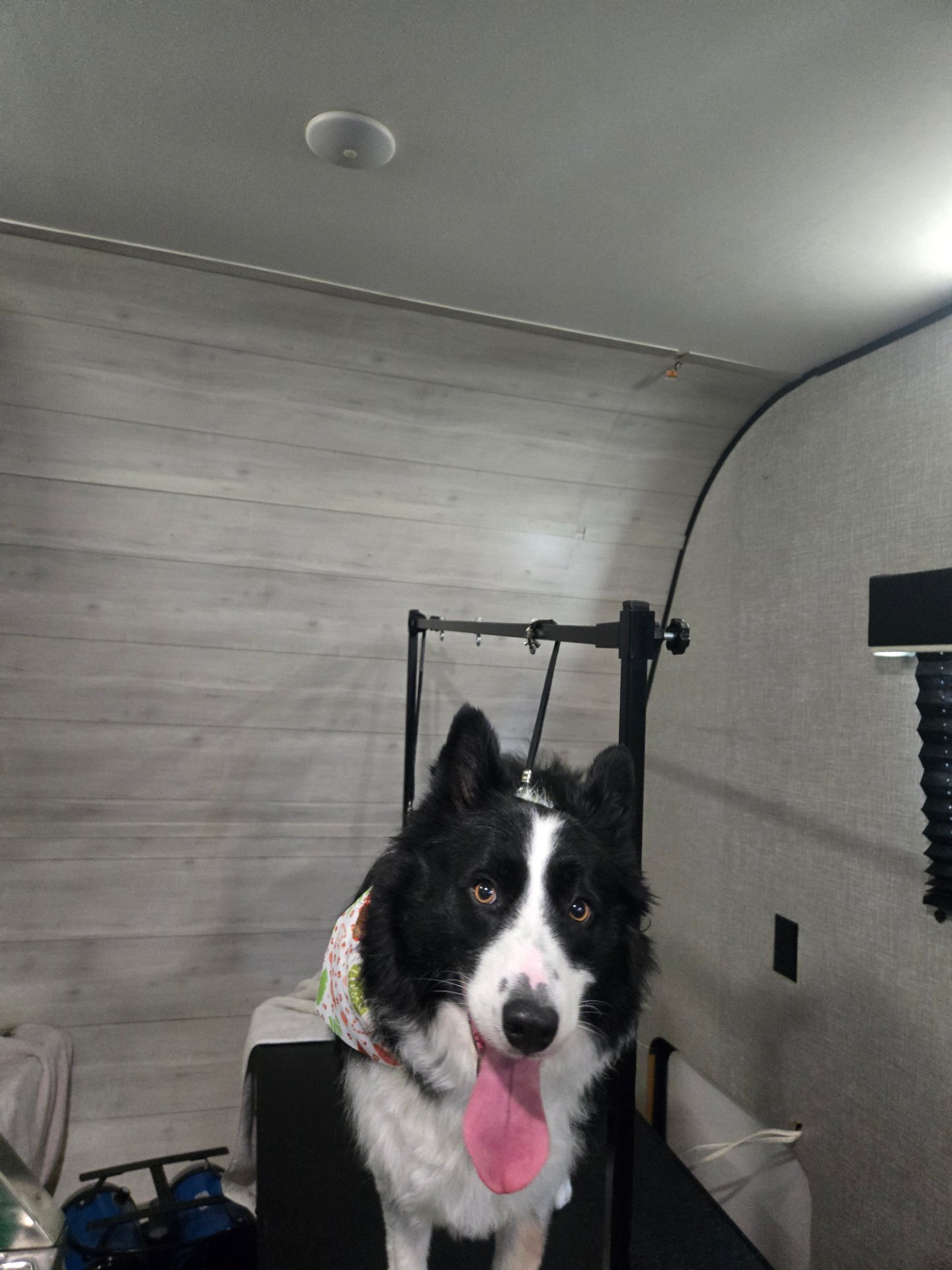 Fruit of the Spirit pet grooming, Pet Groomers in Canyon Lake, TX - photo 1