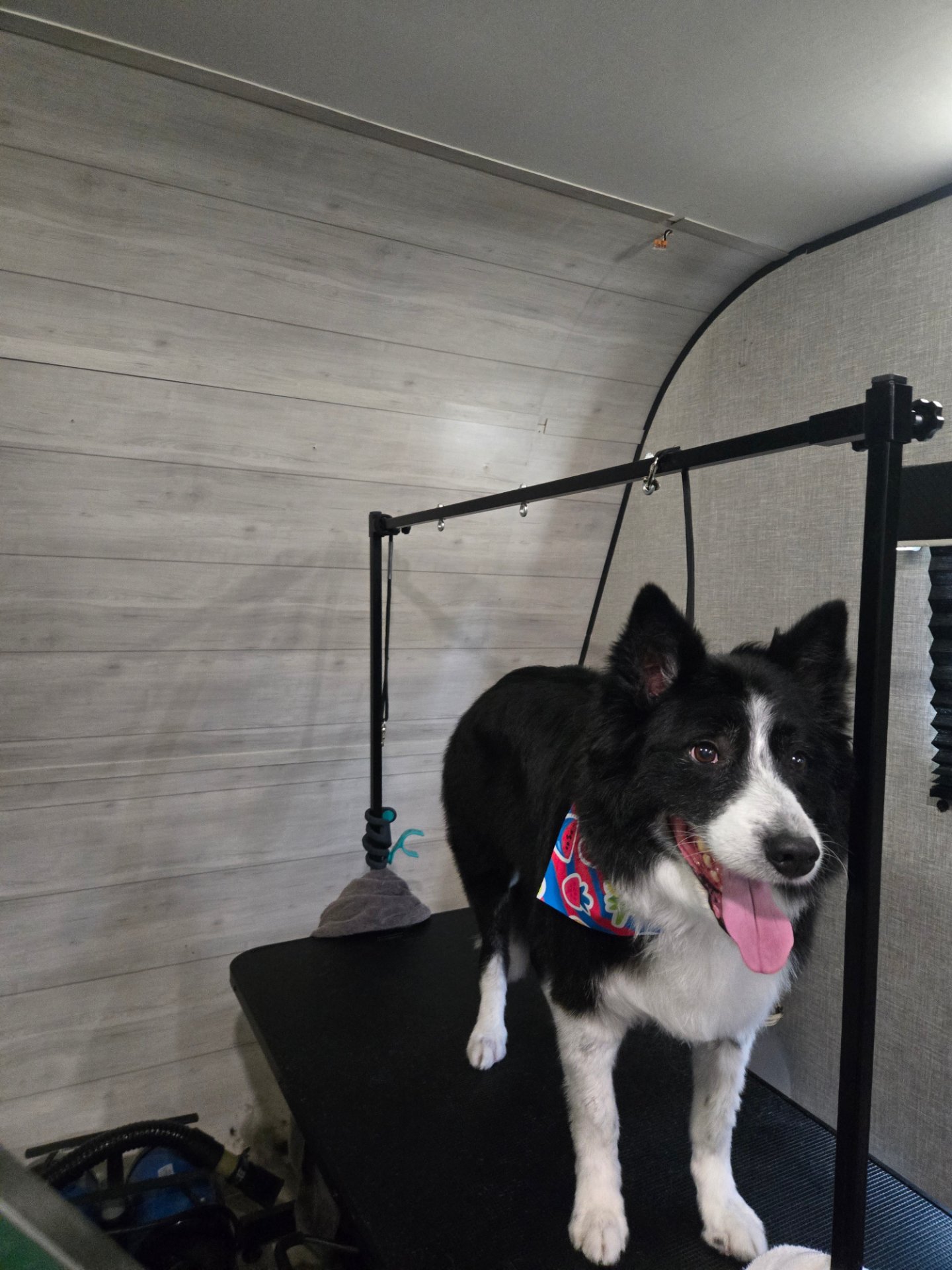 Fruit of the Spirit pet grooming, Pet Groomers in Canyon Lake, TX - photo 2