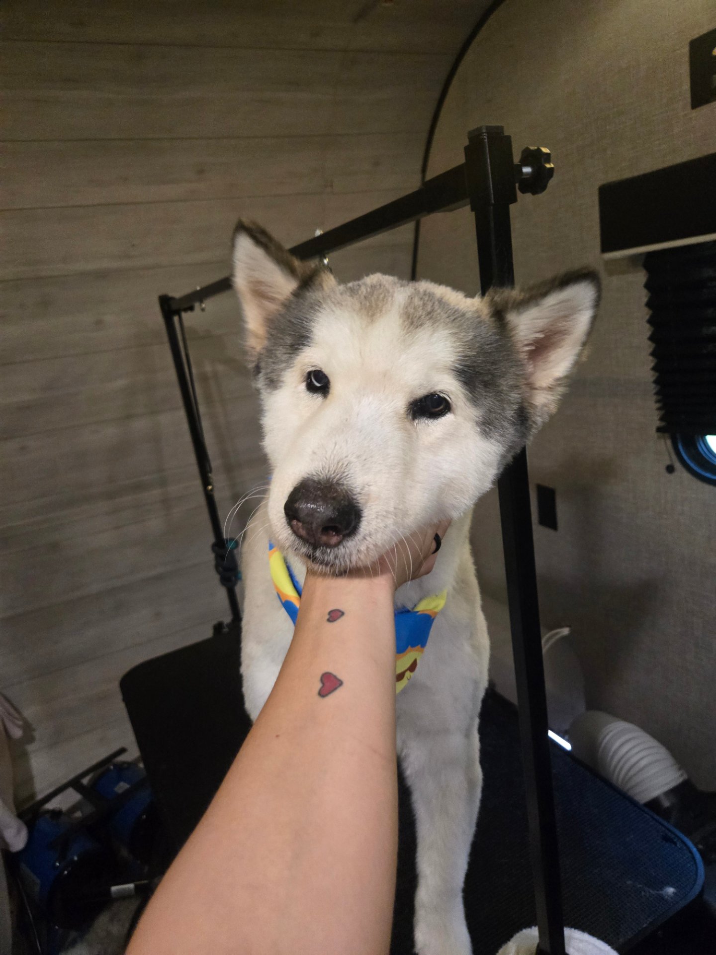 Fruit of the Spirit pet grooming, Pet Groomers in Canyon Lake, TX - photo 3