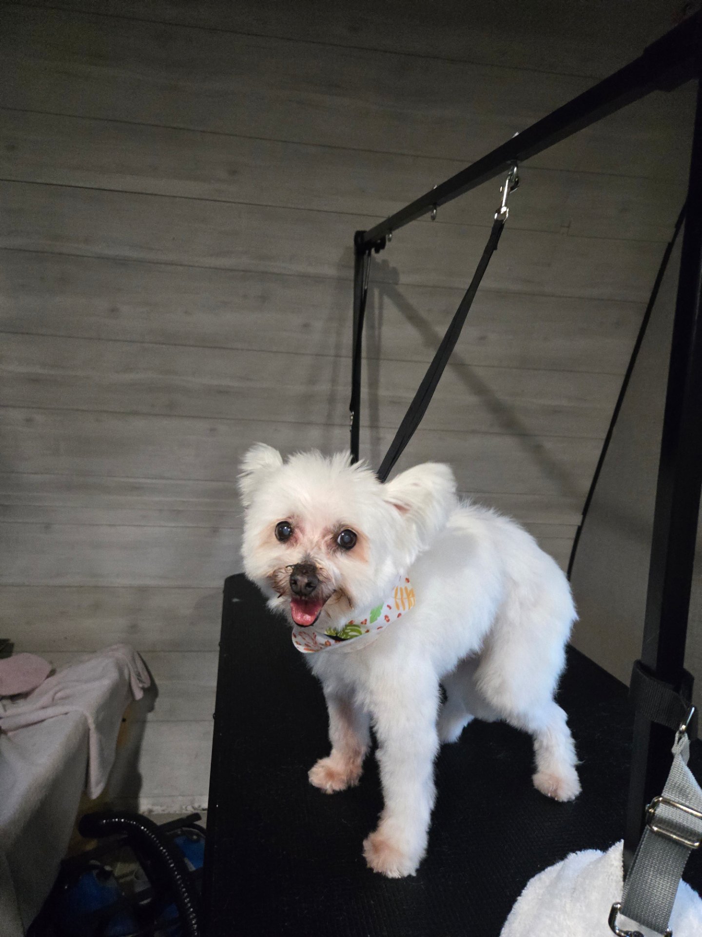 Fruit of the Spirit pet grooming, Pet Groomers in Canyon Lake, TX - photo 4