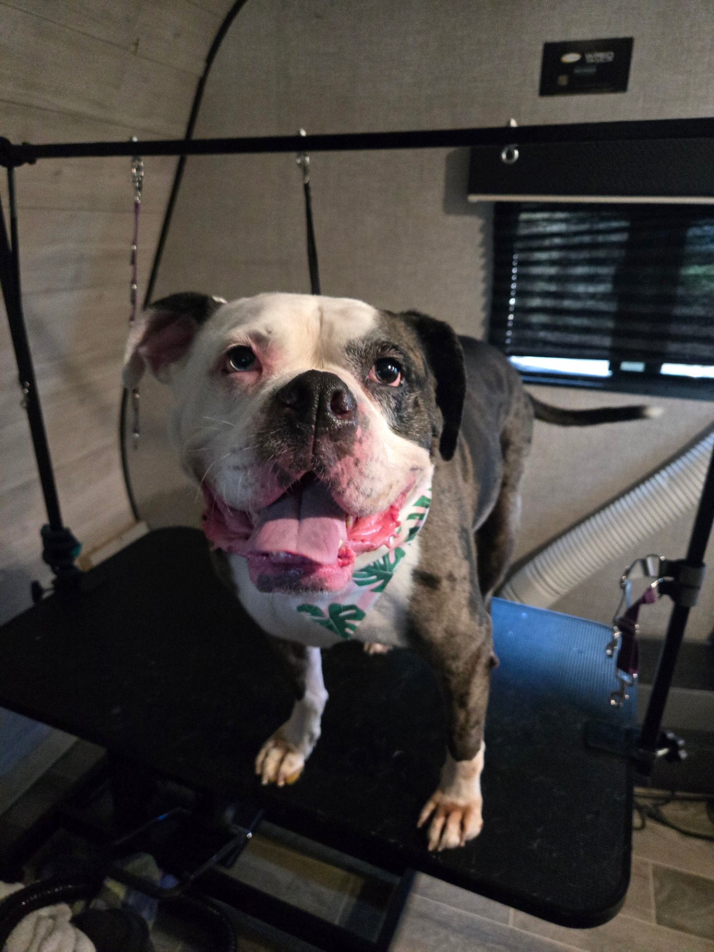 Fruit of the Spirit pet grooming, Pet Groomers in Canyon Lake, TX - photo 6
