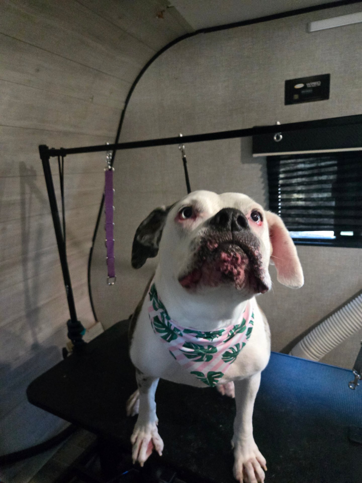 Fruit of the Spirit pet grooming, Pet Groomers in Canyon Lake, TX - photo 7