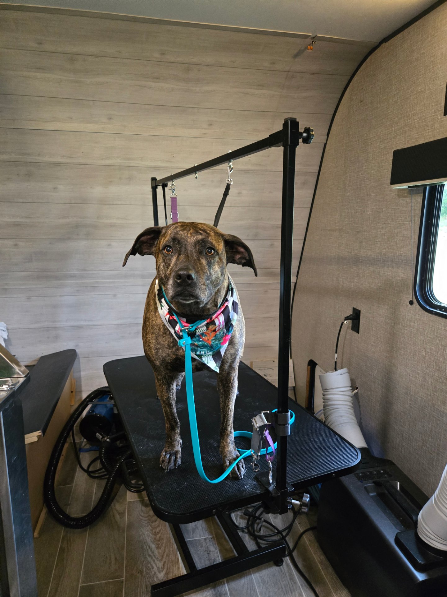 Fruit of the Spirit pet grooming, Pet Groomers in Canyon Lake, TX - photo 8