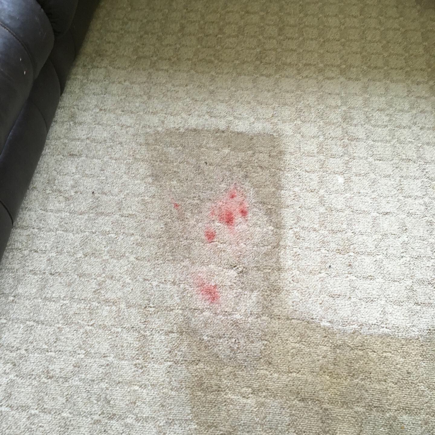 Steam Masters Inc., Carpet Cleaning in Highland Mills, NY - photo 4