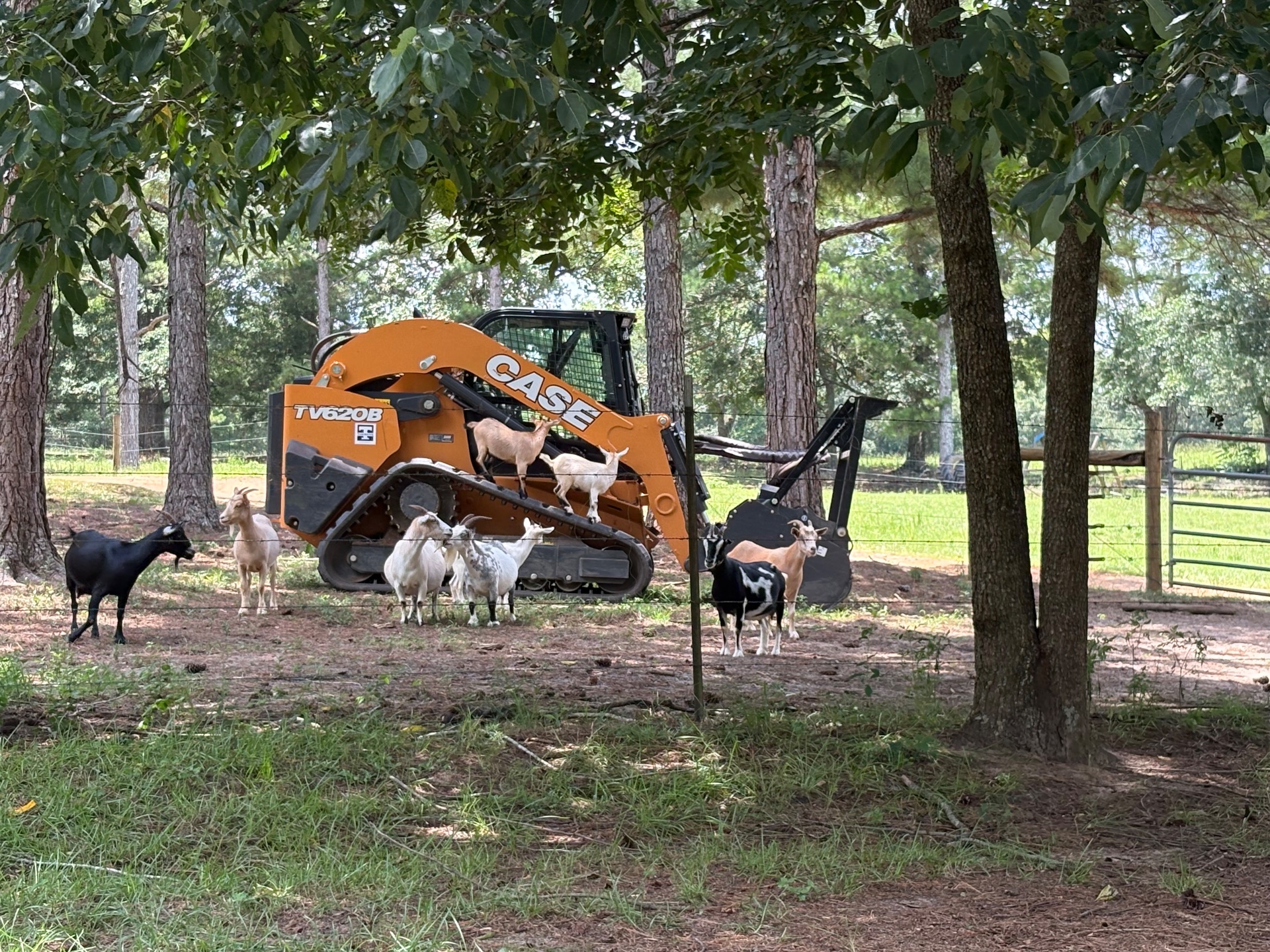 Big Pine Farming Co, Demolition Services in Abbeville, AL - photo 5