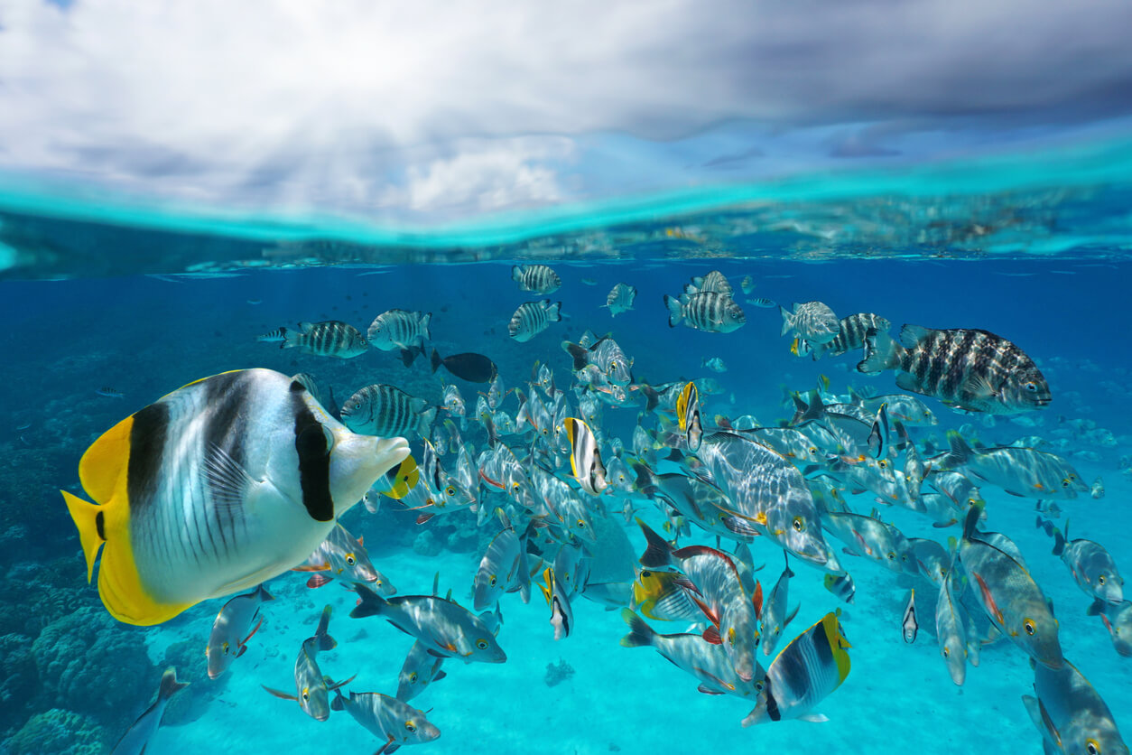 Booking Made Easy Travel, Travel Agents in Surprise, AZ - photo 8