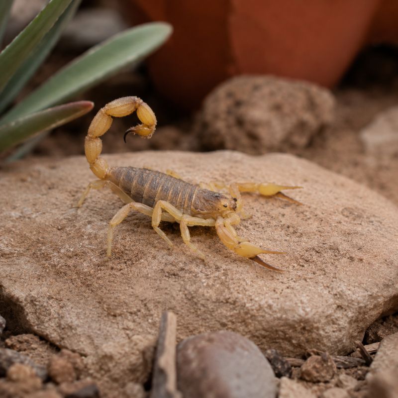EcoPro Services, Pest Control Services in Kyle, TX - photo 1