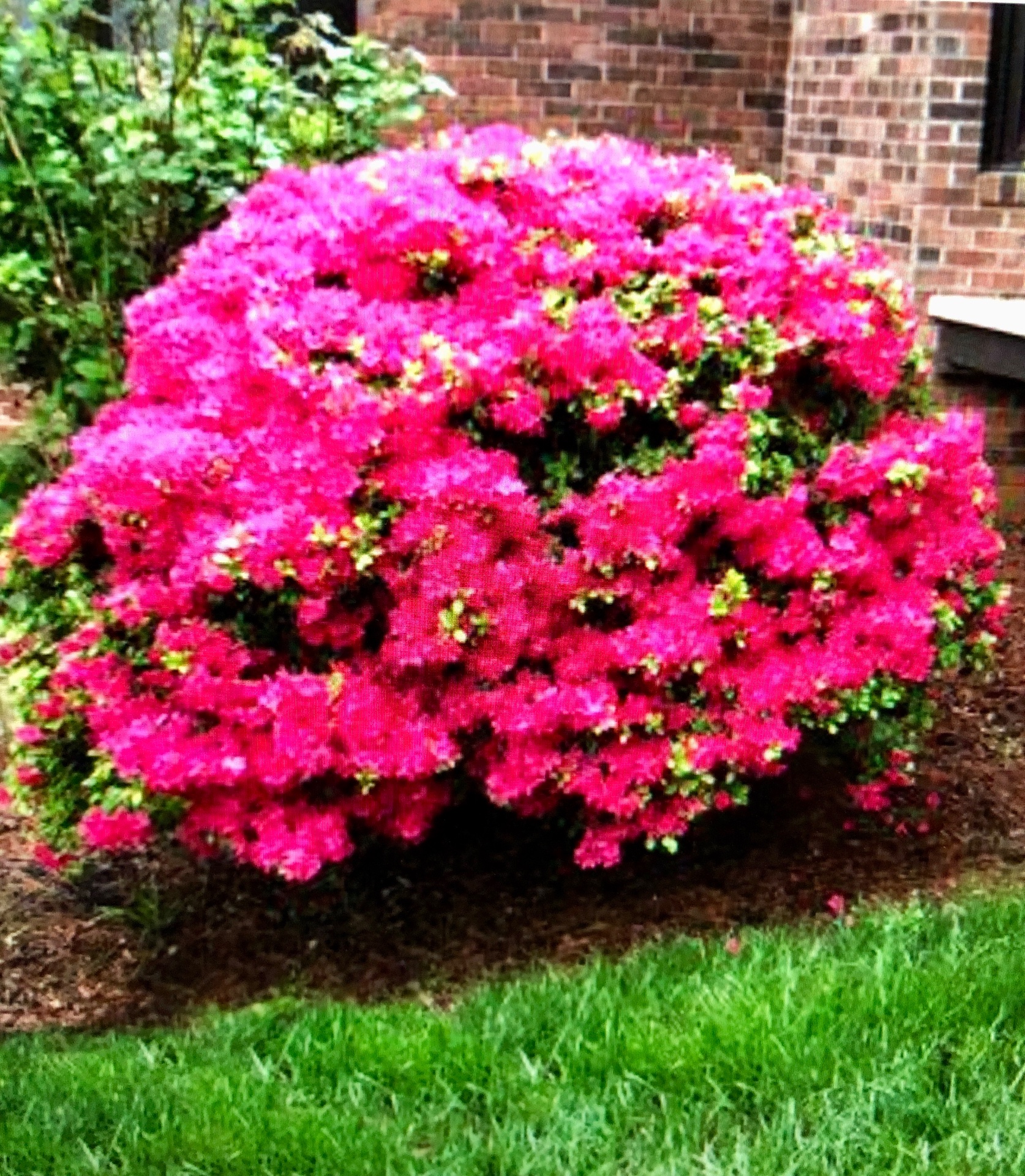 Olmos Lawn Services LLC, Lawn Mowing and Trimming in Gainesville, FL - photo 3