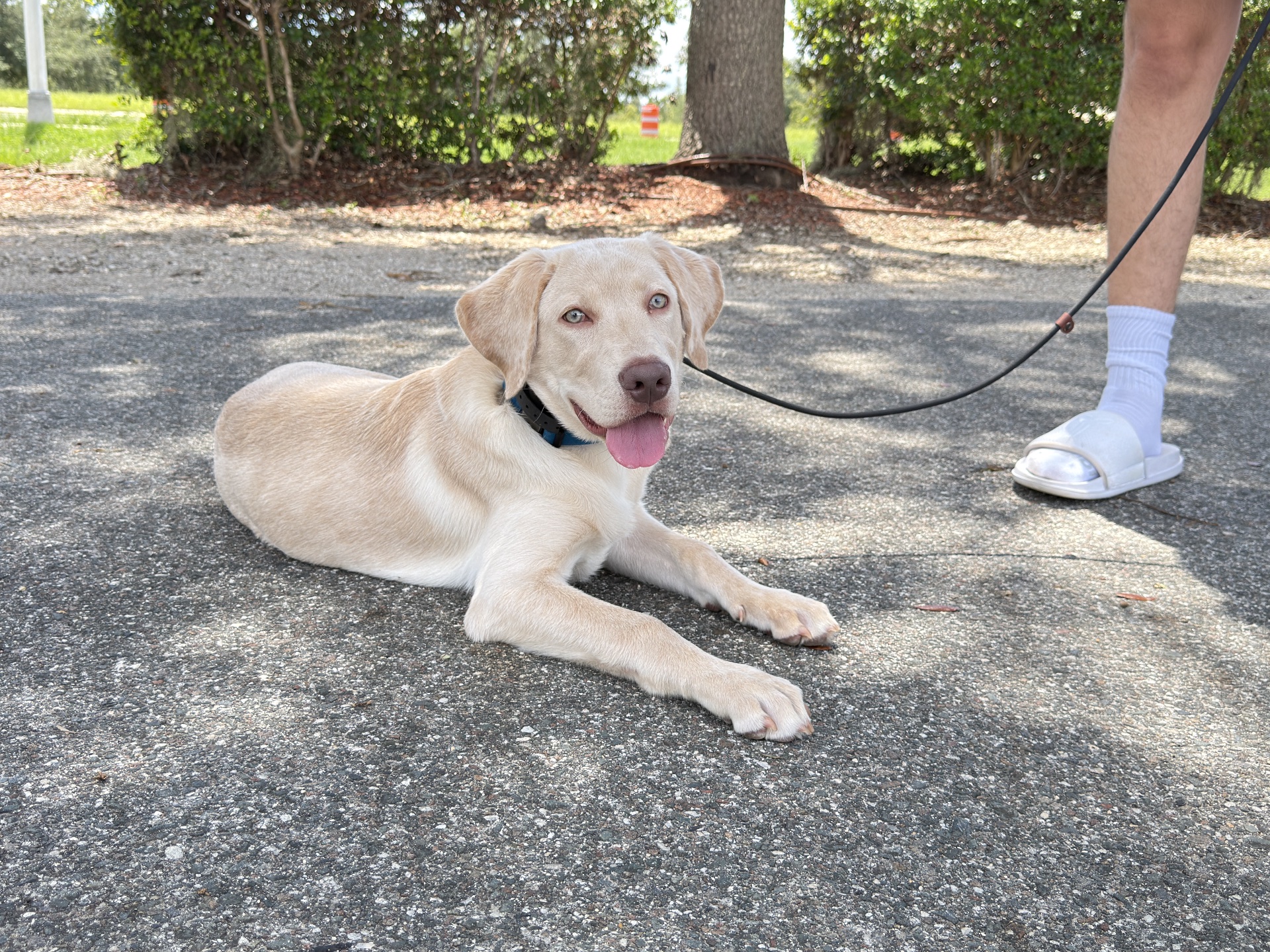 Caninebehaviorschool.com, Dog Training in Tampa, FL - photo 1