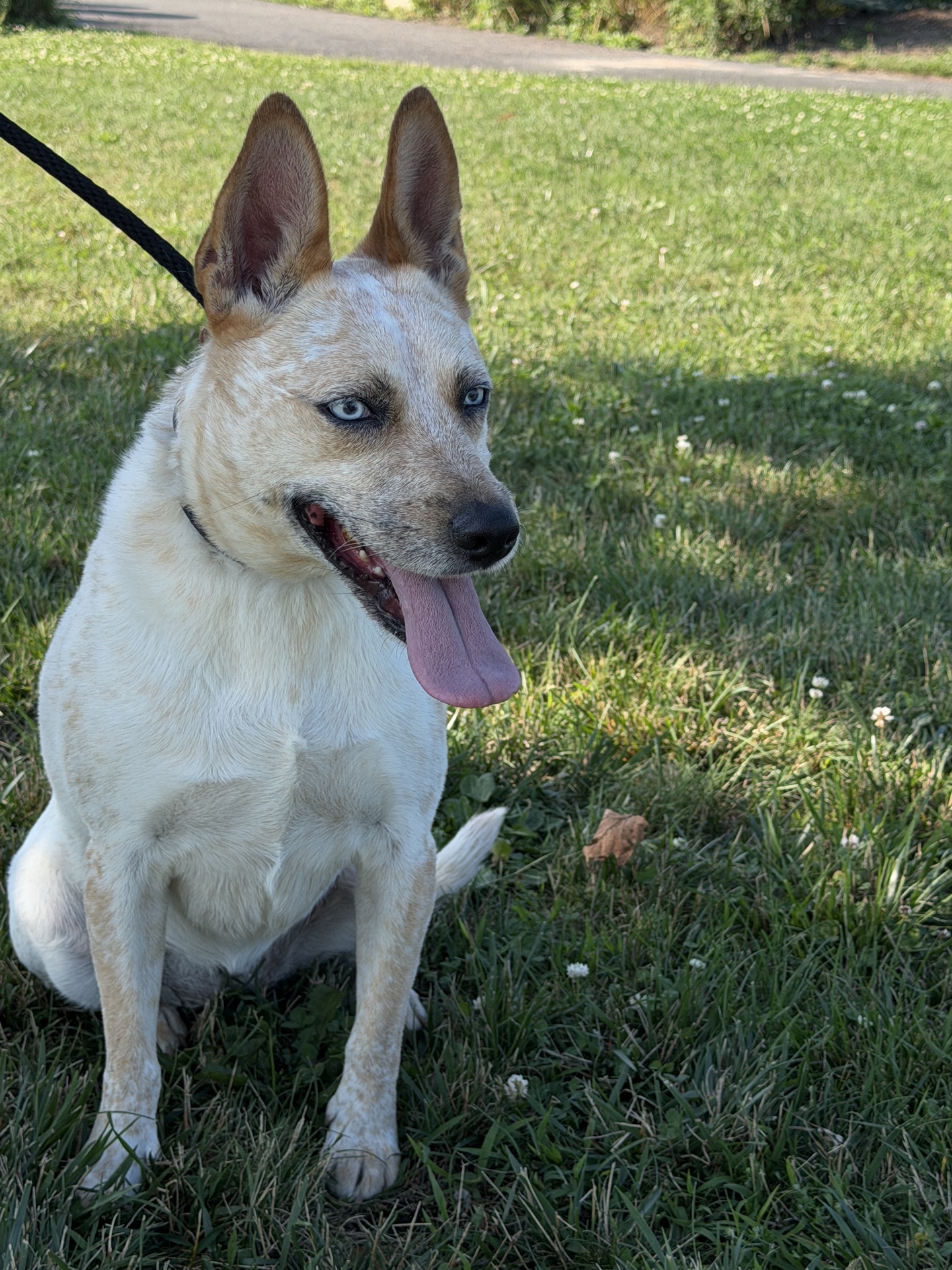 Caninebehaviorschool.com, Dog Training in Tampa, FL - photo 4
