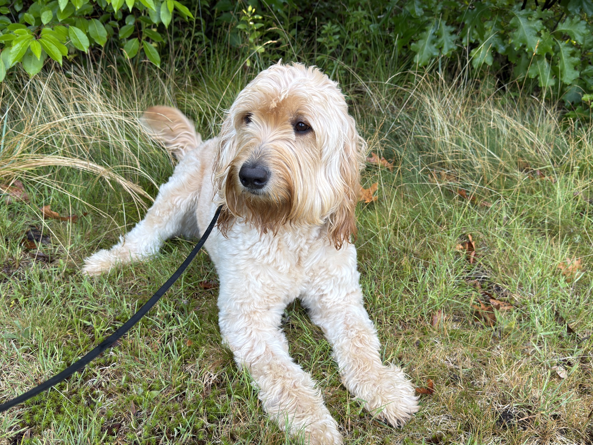 Caninebehaviorschool.com, Dog Training in Tampa, FL - photo 6