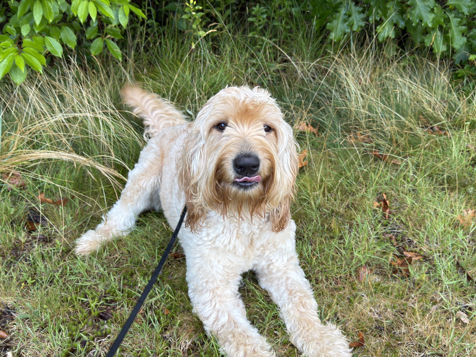 Caninebehaviorschool.com, Dog Training in Tampa, FL - photo 7