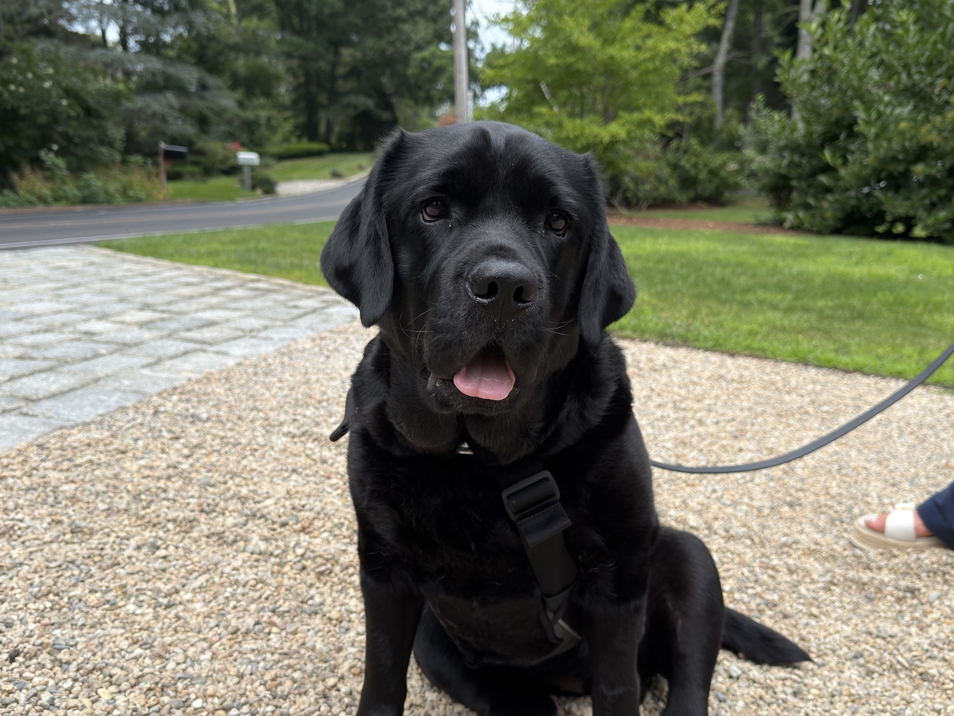 Caninebehaviorschool.com, Dog Training in Tampa, FL - photo 8