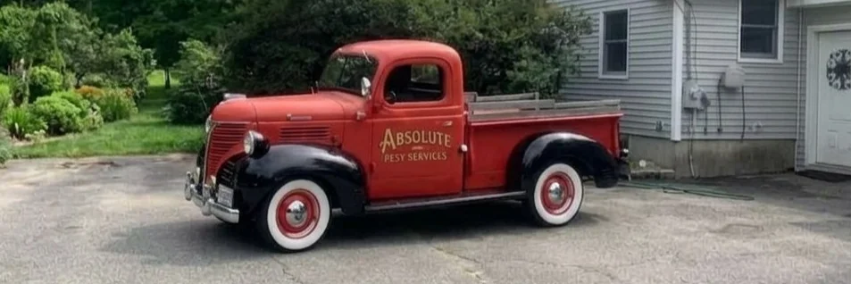 Absolute Pest Services cover photo