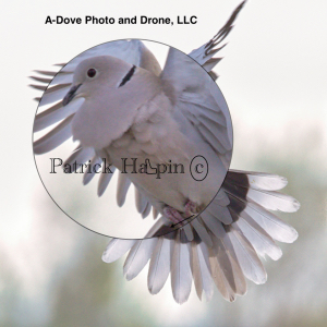 A-Dove Photo and Drone, LLC