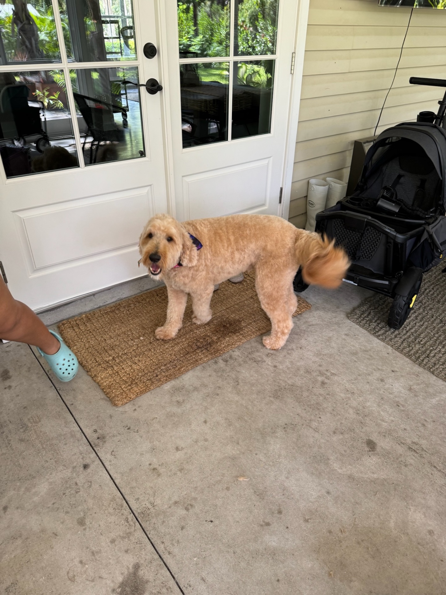 Puppy Love Lux, Dog Grooming in Naples, FL - photo 1