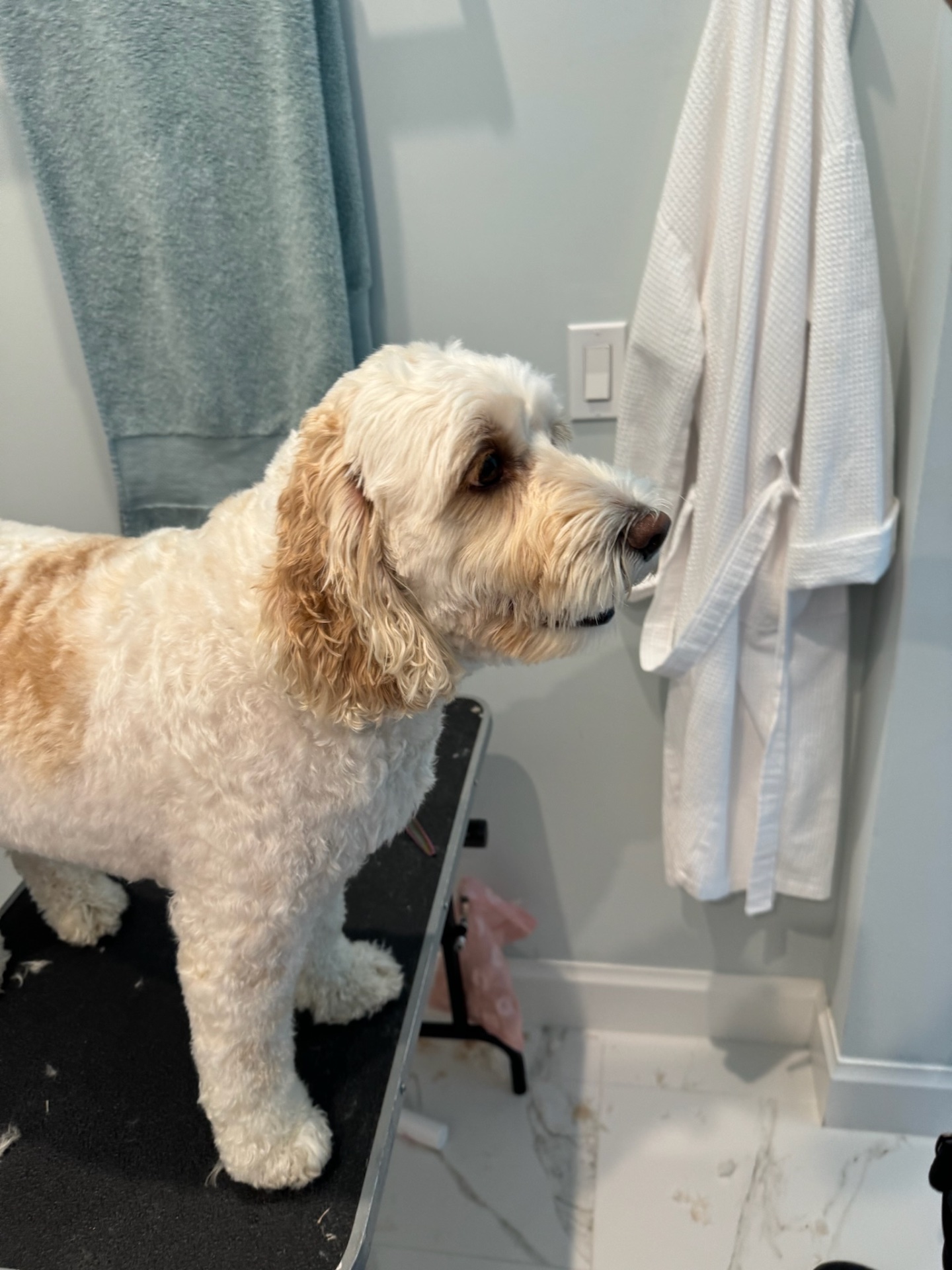 Puppy Love Lux, Dog Grooming in Naples, FL - photo 2