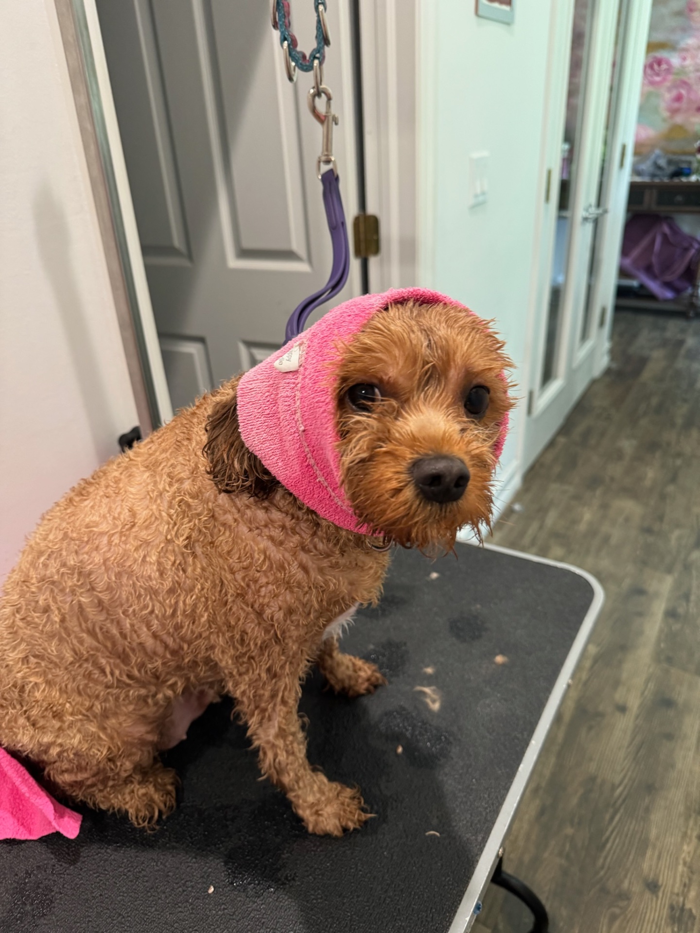 Puppy Love Lux, Dog Grooming in Naples, FL - photo 3