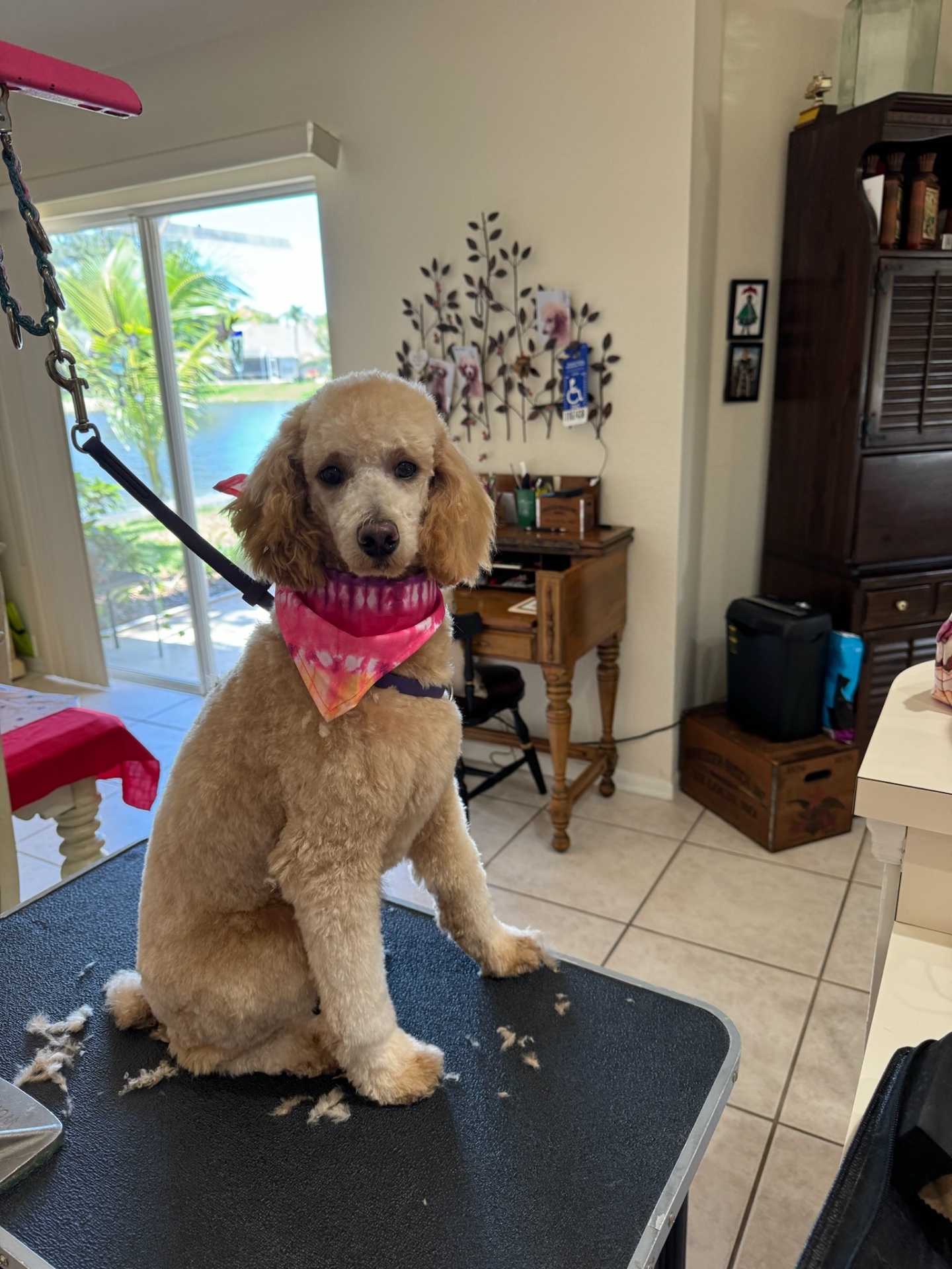 Puppy Love Lux, Dog Grooming in Naples, FL - photo 4