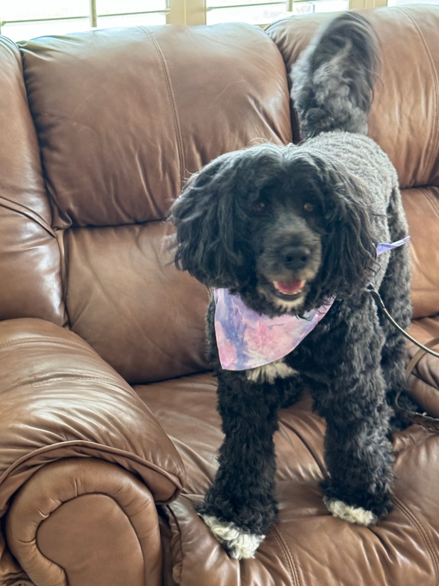 Puppy Love Lux, Dog Grooming in Naples, FL - photo 5