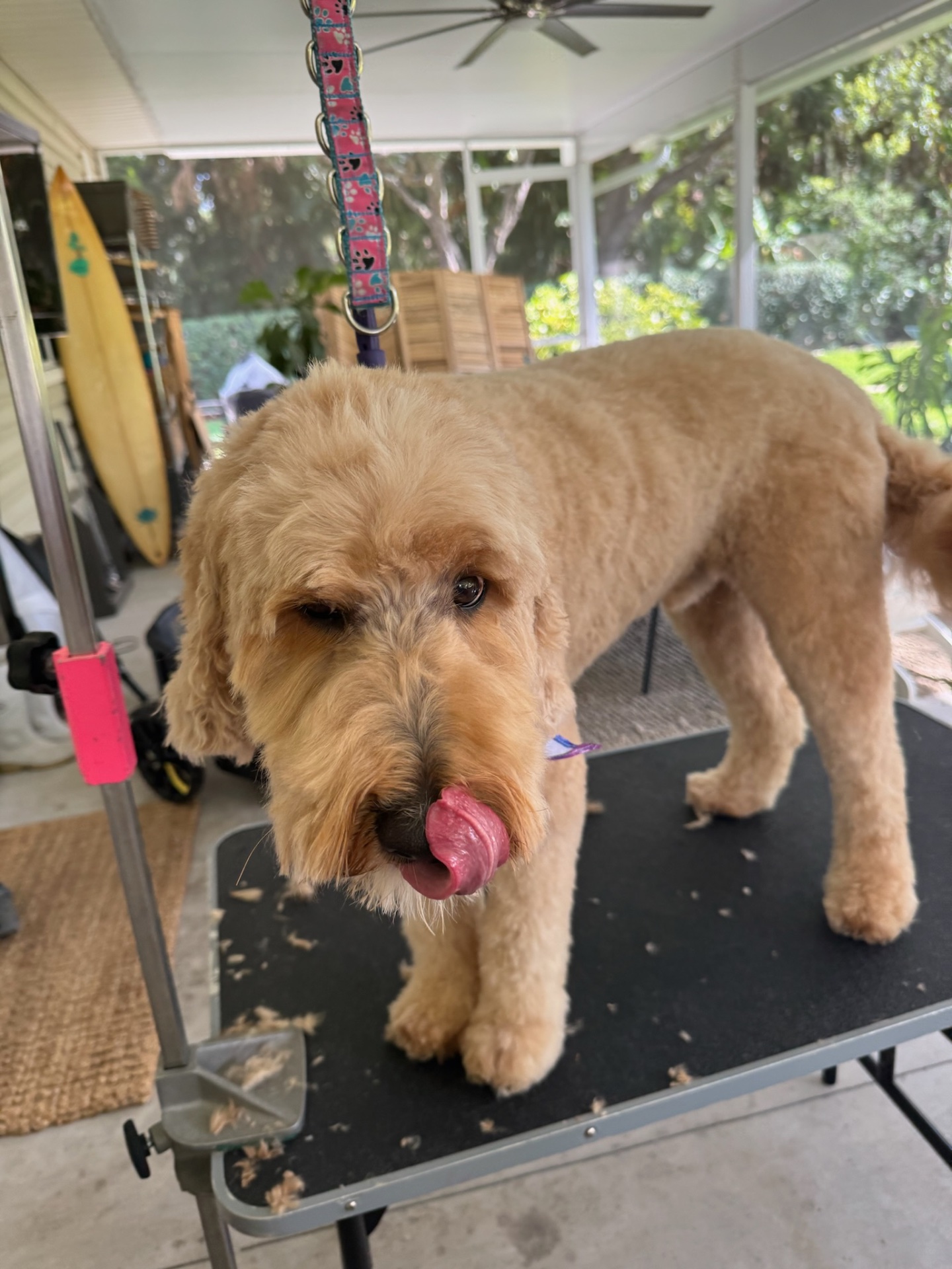 Puppy Love Lux, Dog Grooming in Naples, FL - photo 6