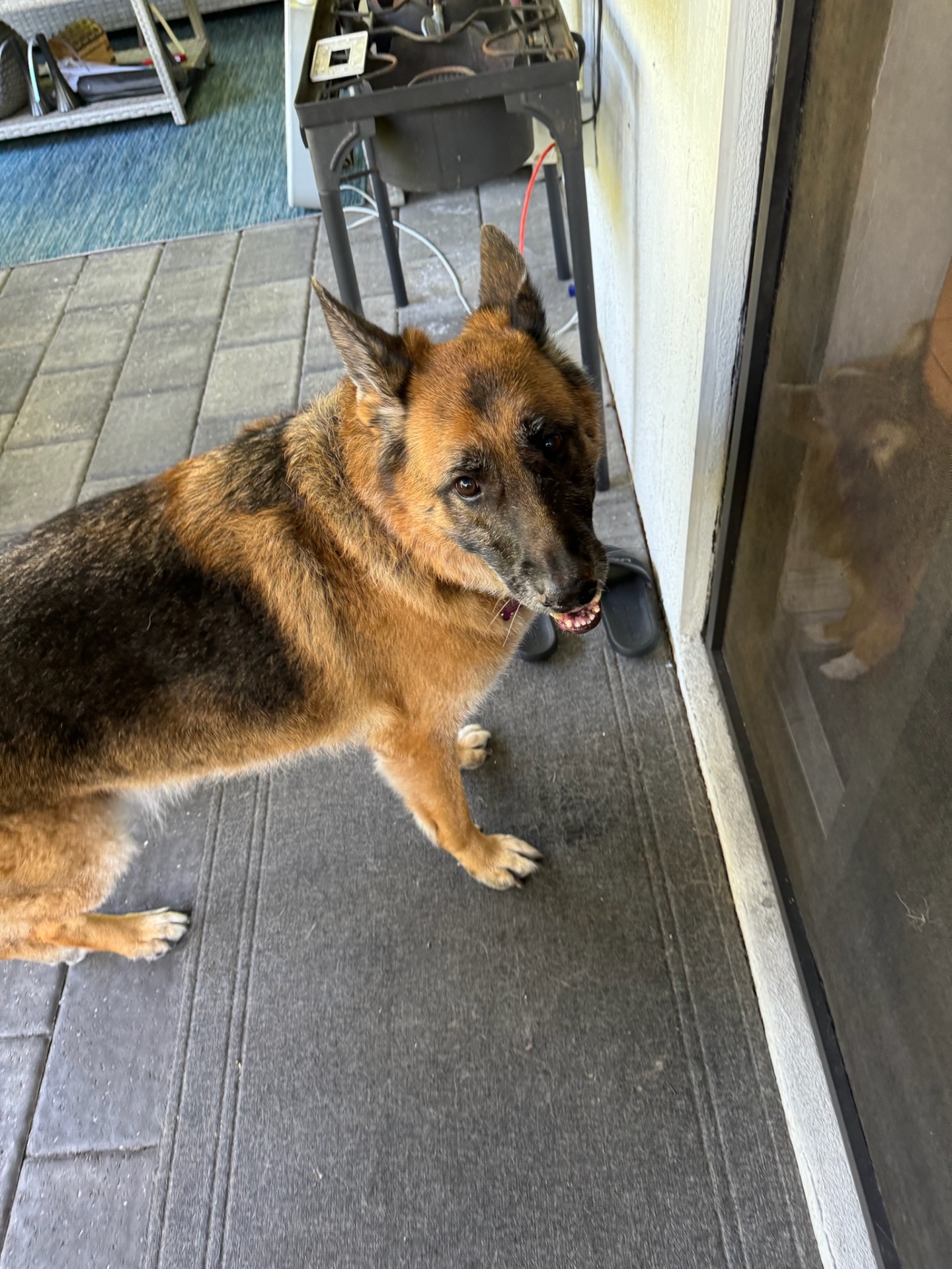 Puppy Love Lux, Dog Grooming in Naples, FL - photo 7