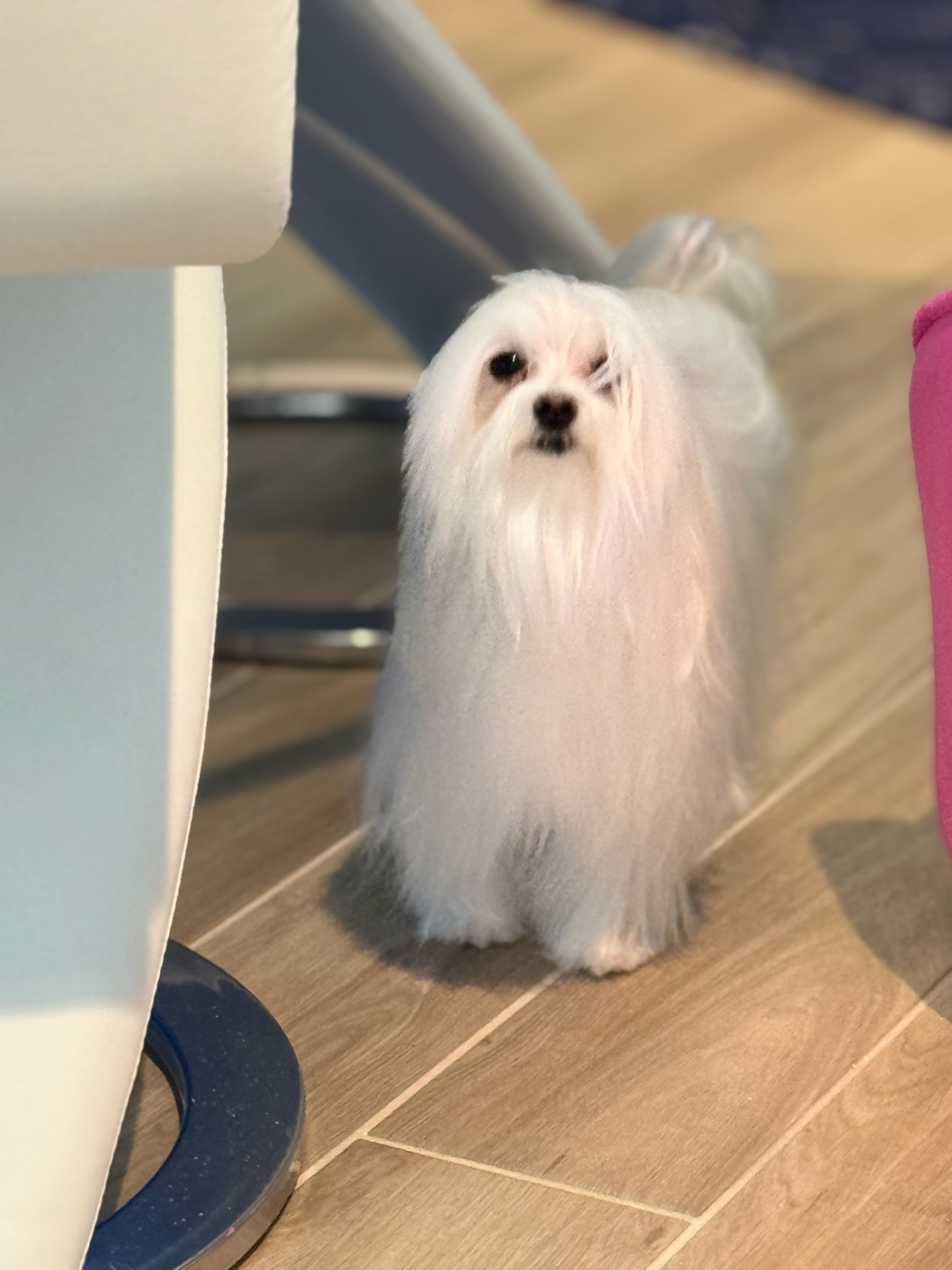 Puppy Love Lux, Dog Grooming in Naples, FL - photo 8