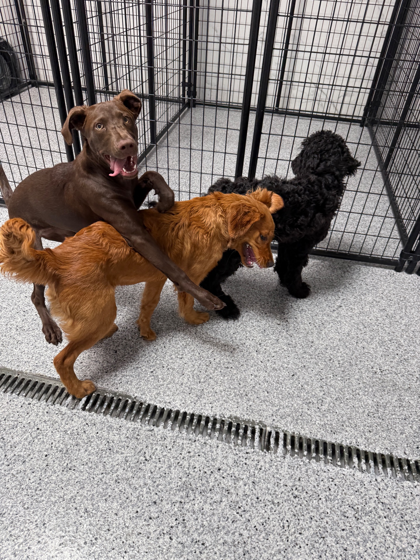 Epic Dog Academy, Pet Boarding in Temecula, CA - photo 1