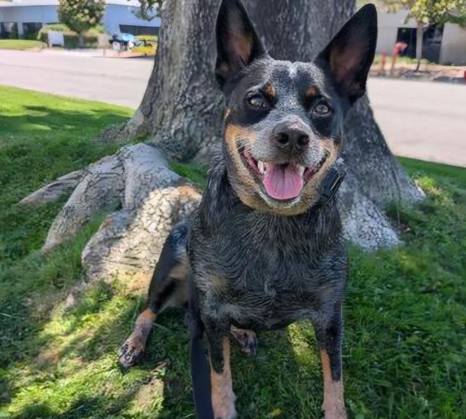 Epic Dog Academy, Pet Boarding in Temecula, CA - photo 2