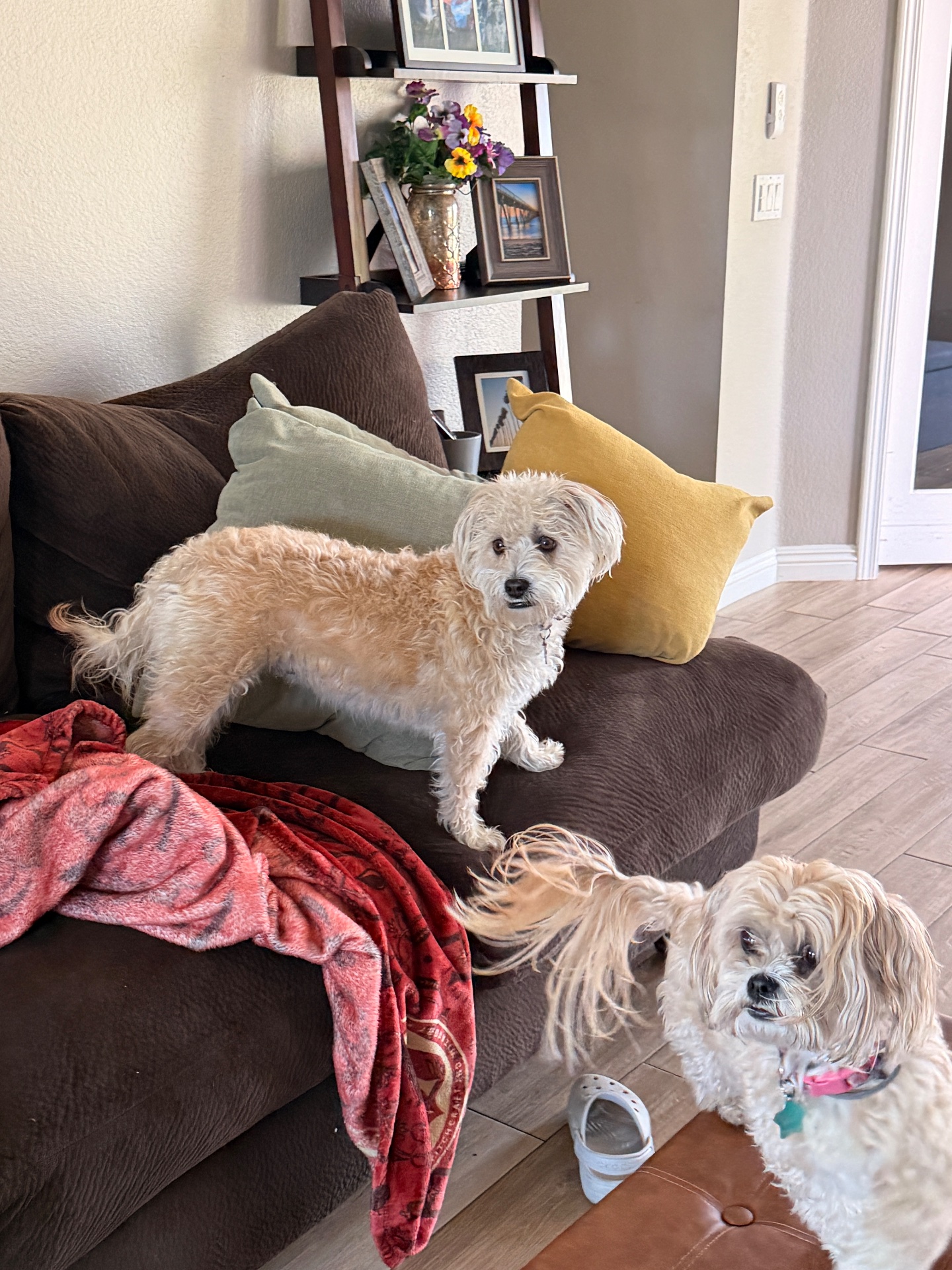 Epic Dog Academy, Pet Boarding in Temecula, CA - photo 3