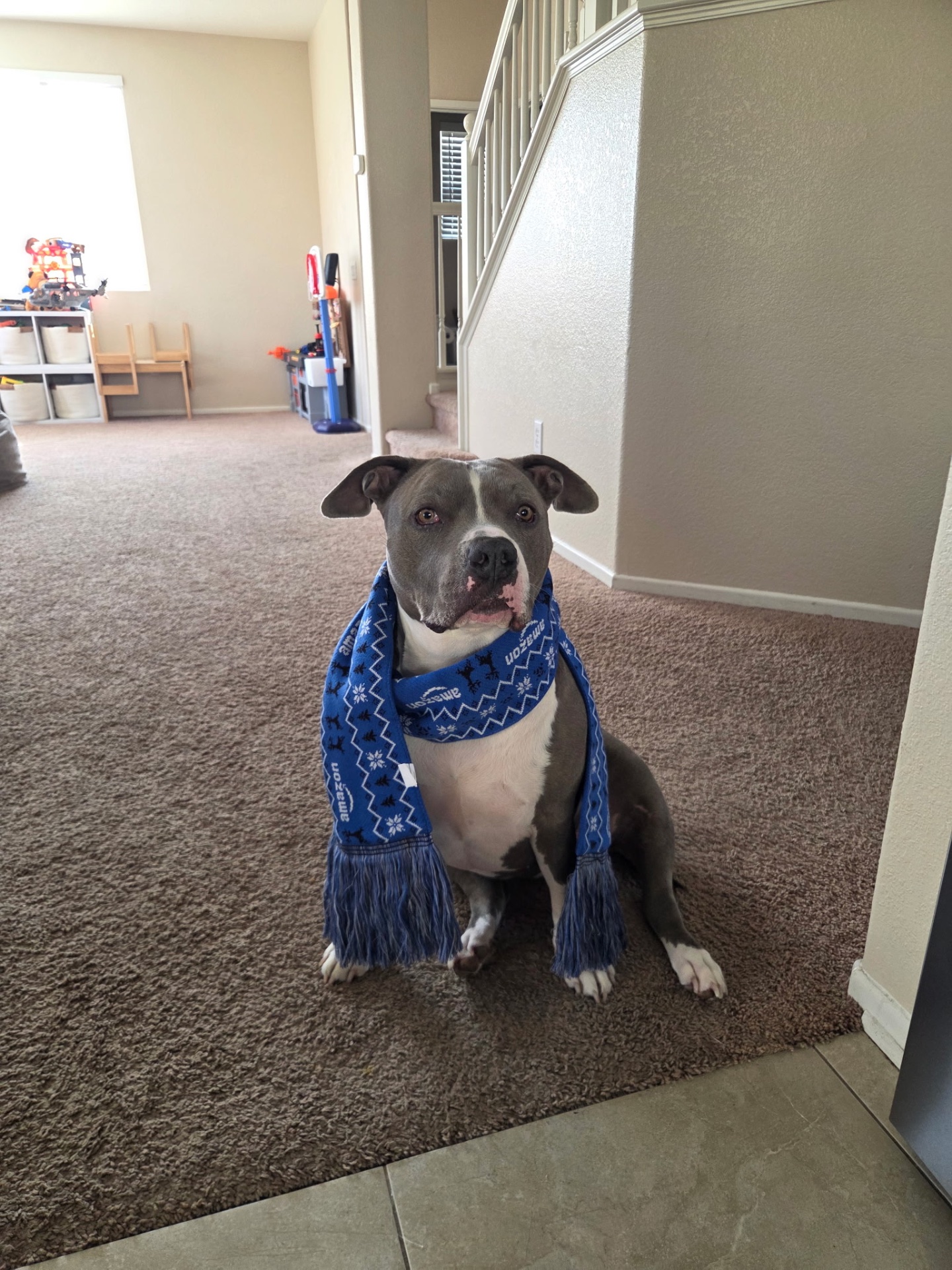 Epic Dog Academy, Pet Boarding in Temecula, CA - photo 4