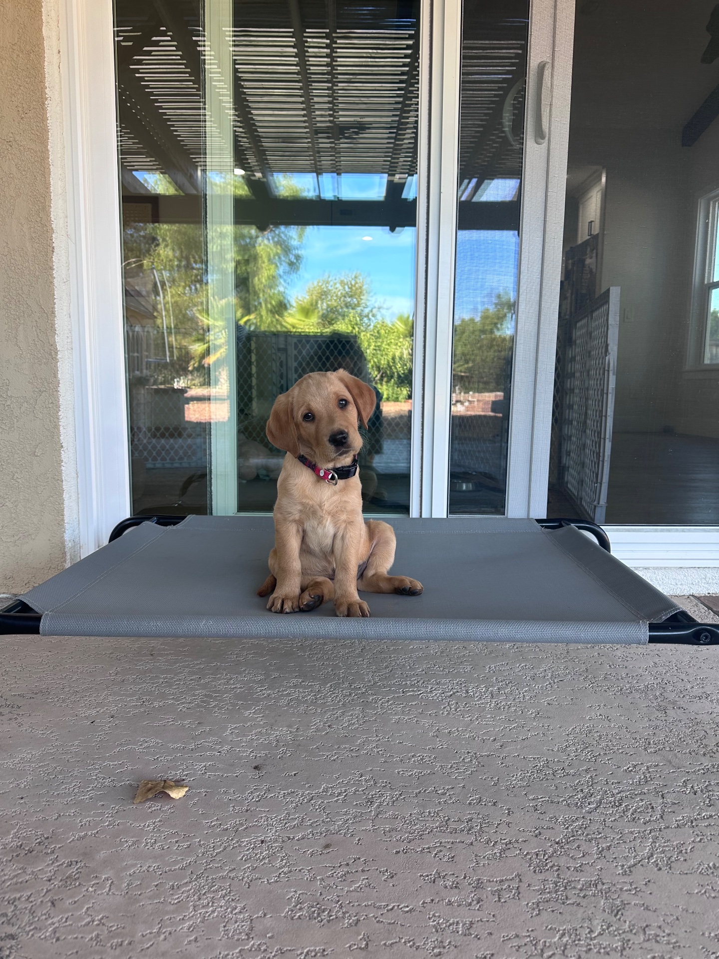 Epic Dog Academy, Pet Boarding in Temecula, CA - photo 7