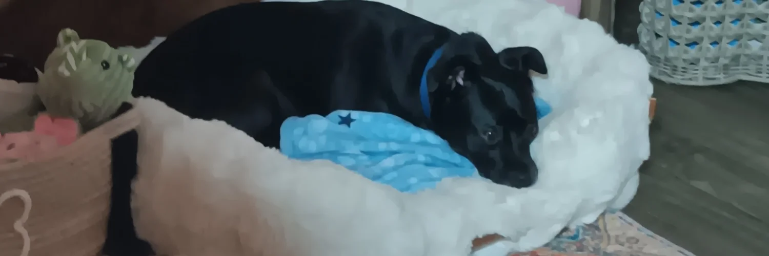 Happy Paws Mia cover photo