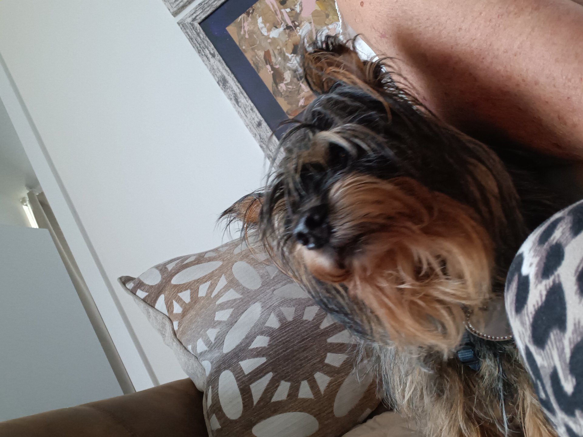 Happy Paws Mia, Pet Boarding in Miami, FL - photo 3