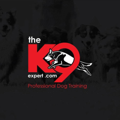 The k9 expert