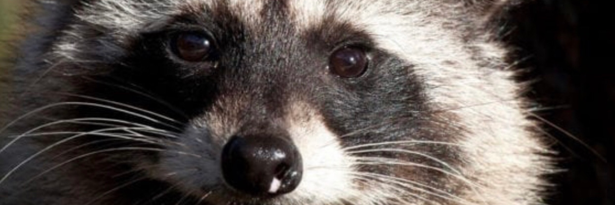 Pest Gurus cover photo