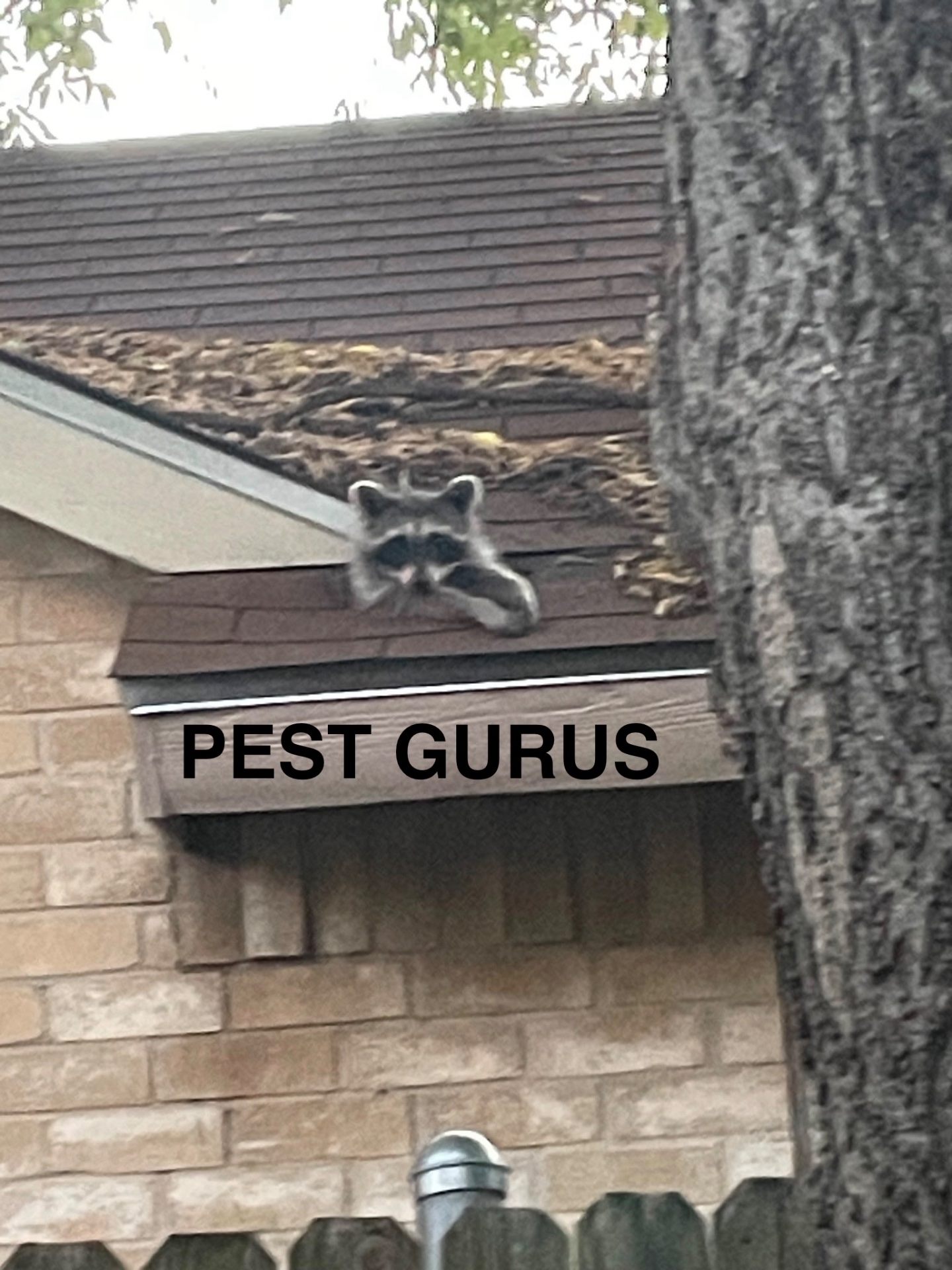 Pest Gurus, Animal Trapping in Duncanville, TX - photo 2