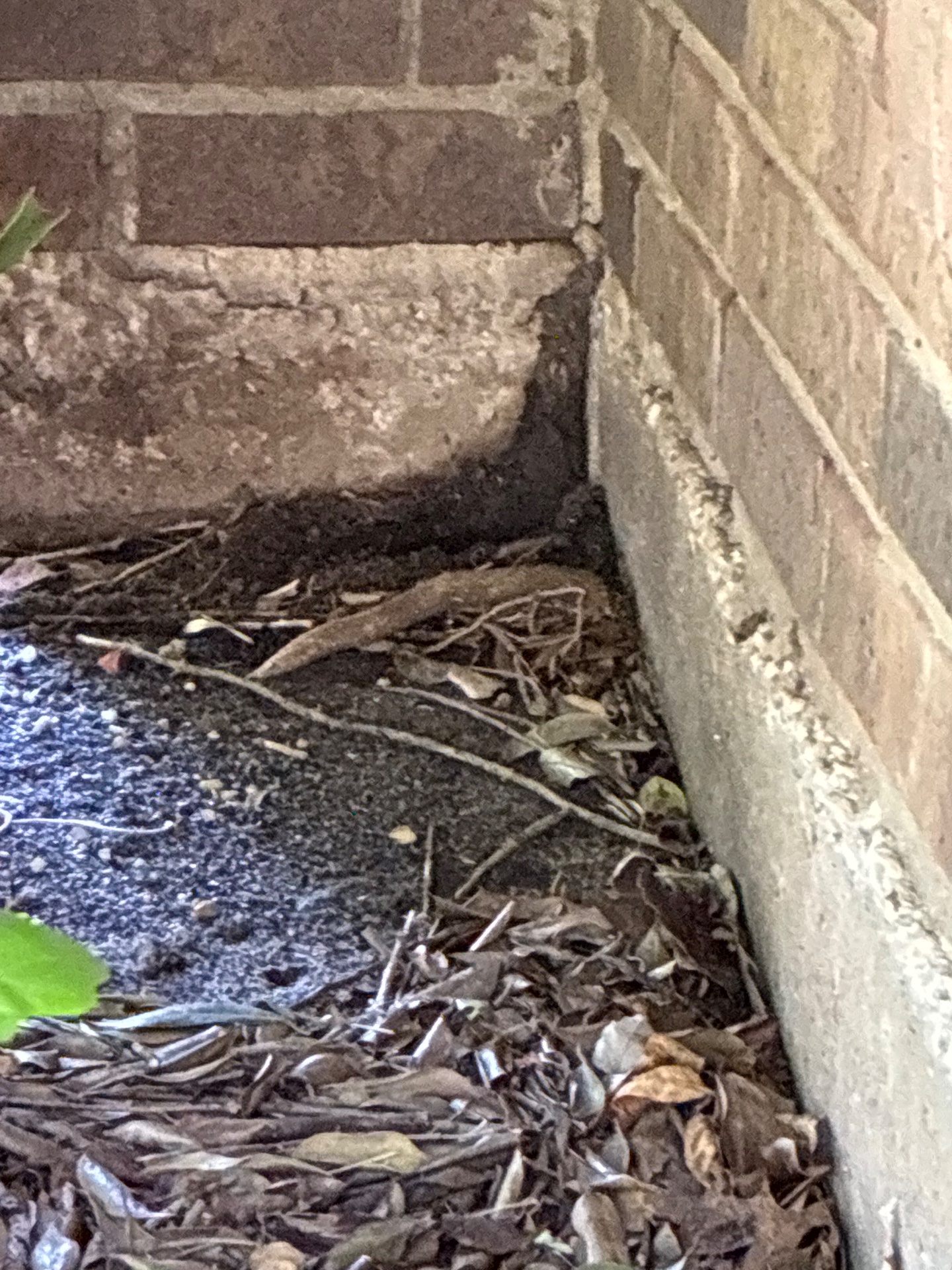 Pest Gurus, Animal Trapping in Duncanville, TX - photo 3
