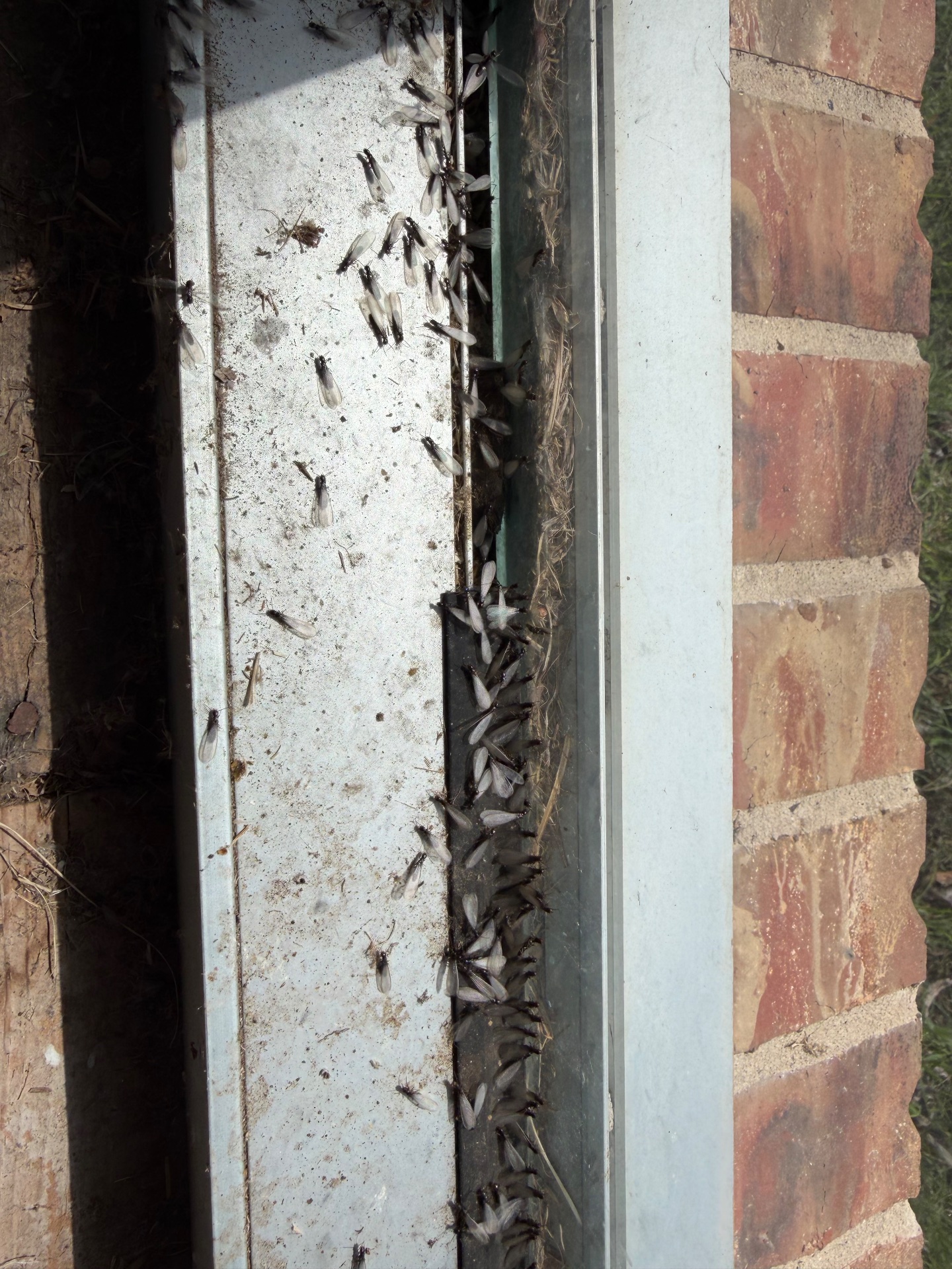 Pest Gurus, Animal Trapping in Duncanville, TX - photo 4