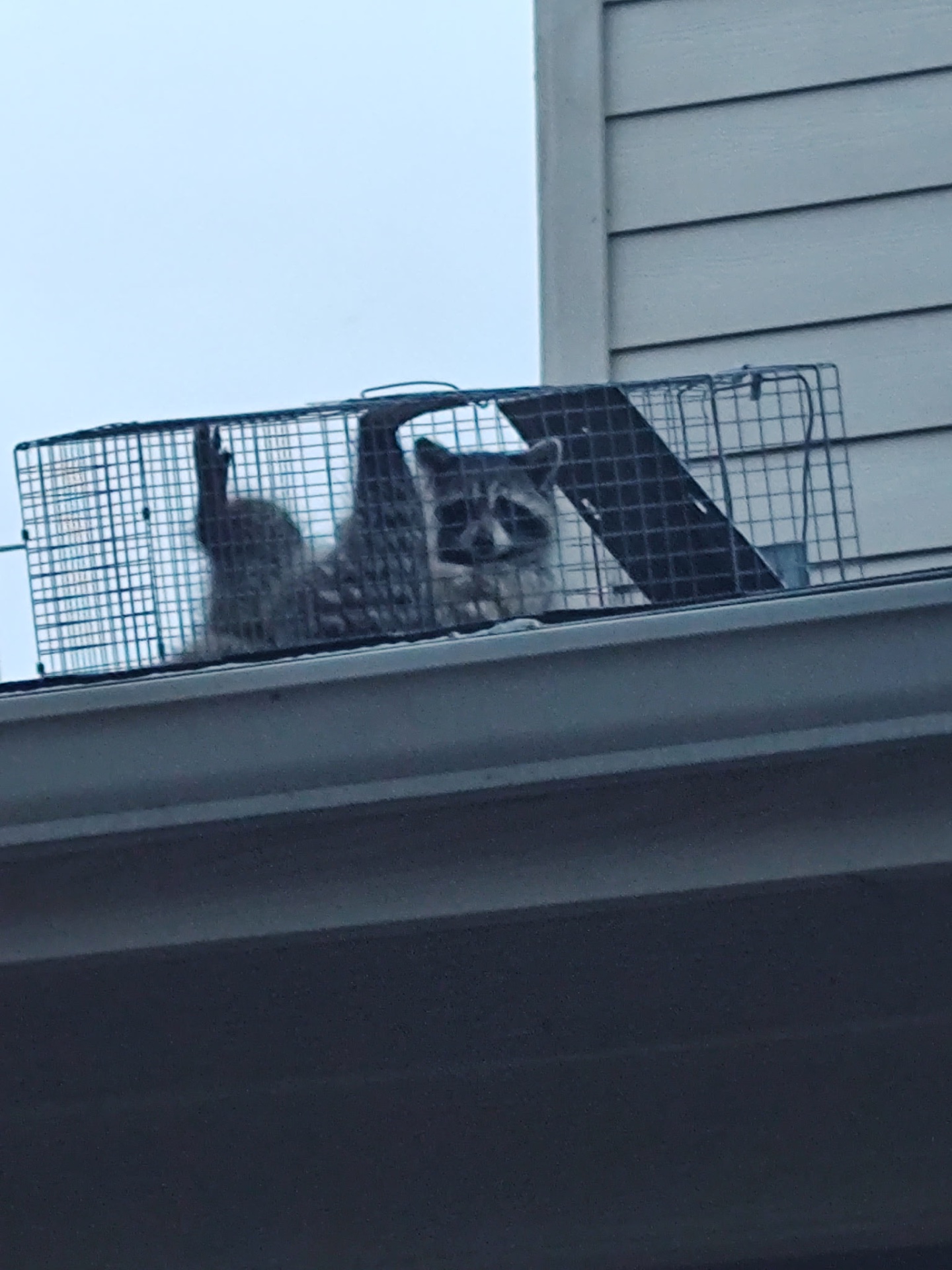 Pest Gurus, Animal Trapping in Duncanville, TX - photo 6