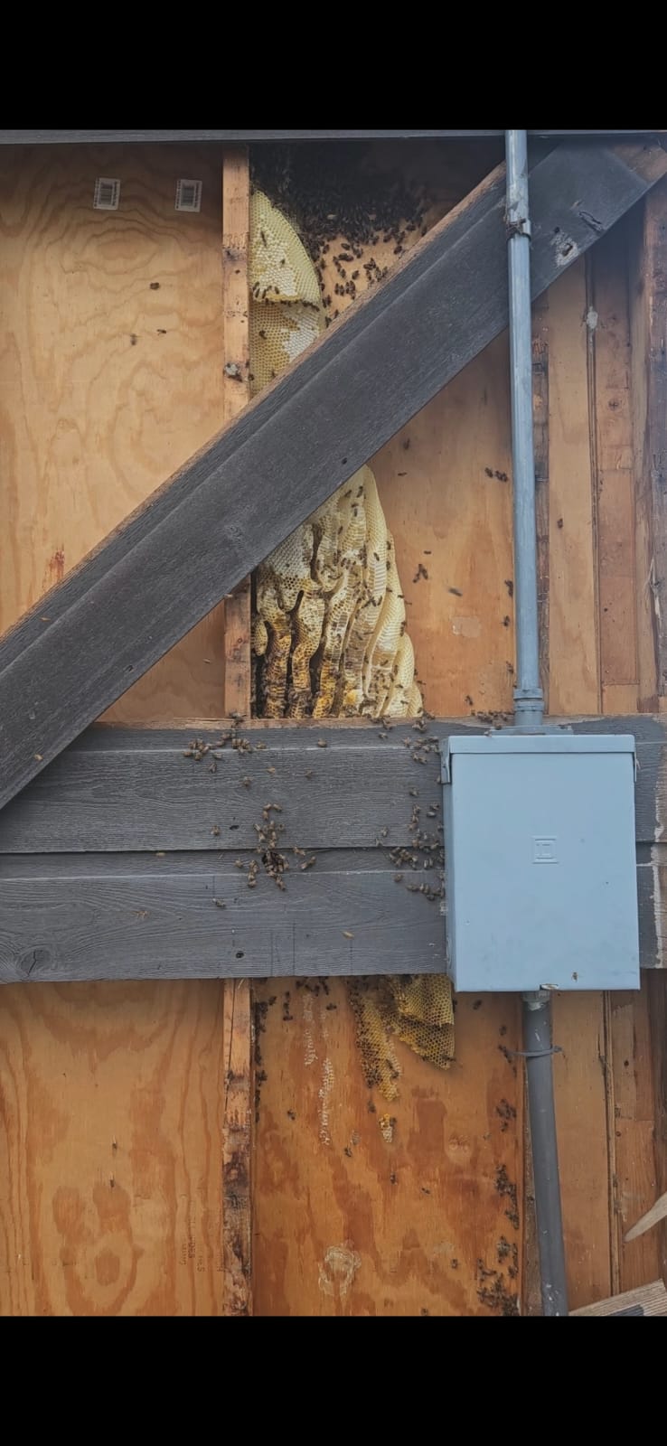 Pest Gurus, Animal Trapping in Duncanville, TX - photo 8
