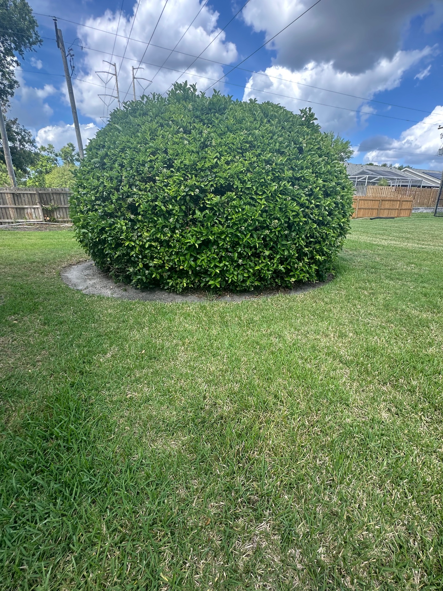 Elite Landscape and irrigation, Outdoor Landscaping and Design in Hudson, FL - photo 3
