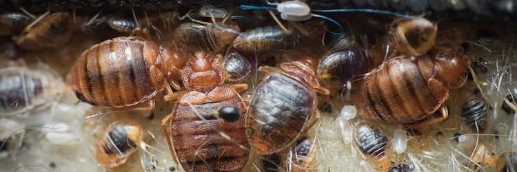 Genesis Termite And Pest Control cover photo