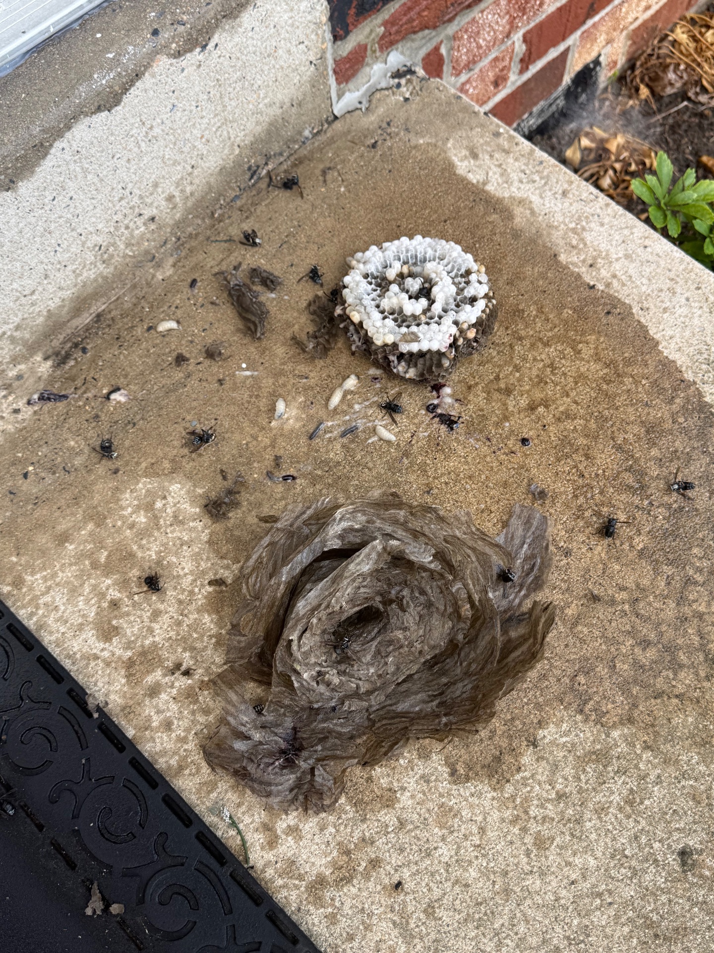Genesis Termite And Pest Control, Pest Control Services in New Holland, PA - photo 2