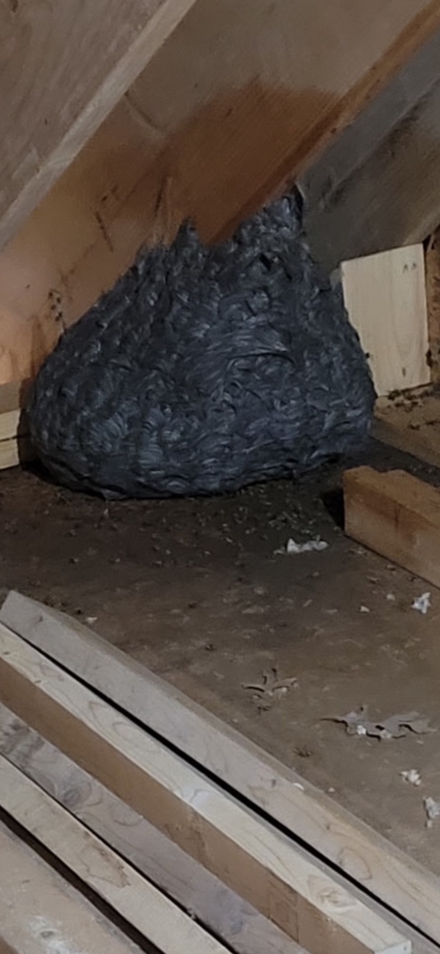 Genesis Termite And Pest Control, Pest Control Services in New Holland, PA - photo 5