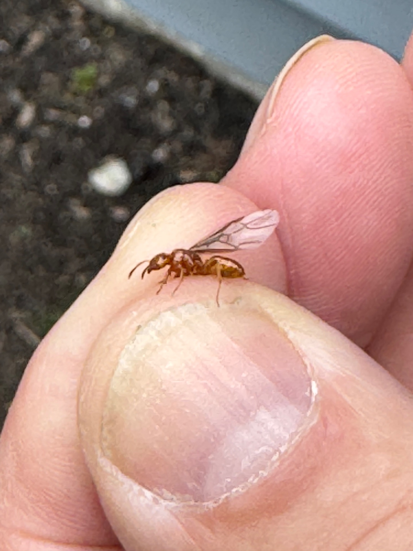 Genesis Termite And Pest Control, Pest Control Services in New Holland, PA - photo 8