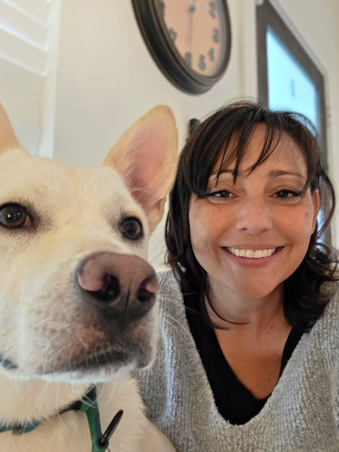 GTG K9 Solutions, Dog Training in Rockwall, TX - photo 8