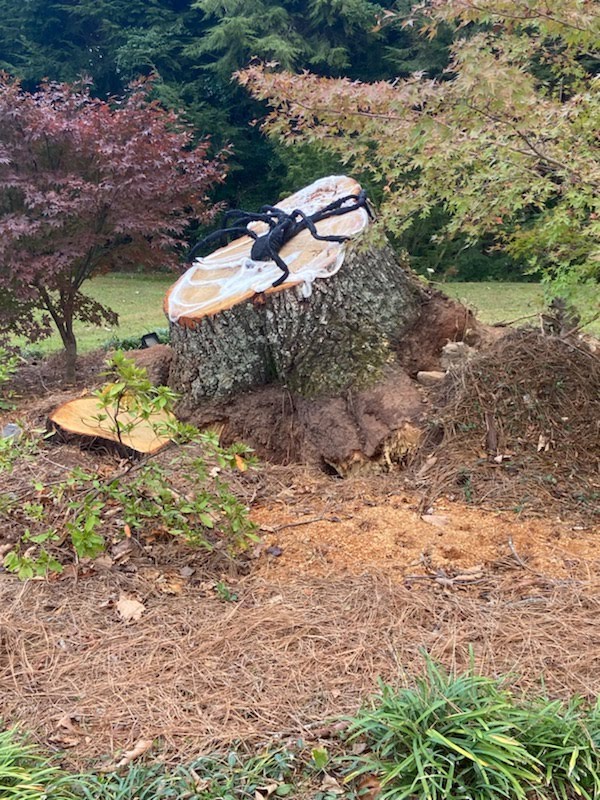 Grinder Stump Removal, Tree Stump Grinding and Removal in Lyman, SC - photo 6