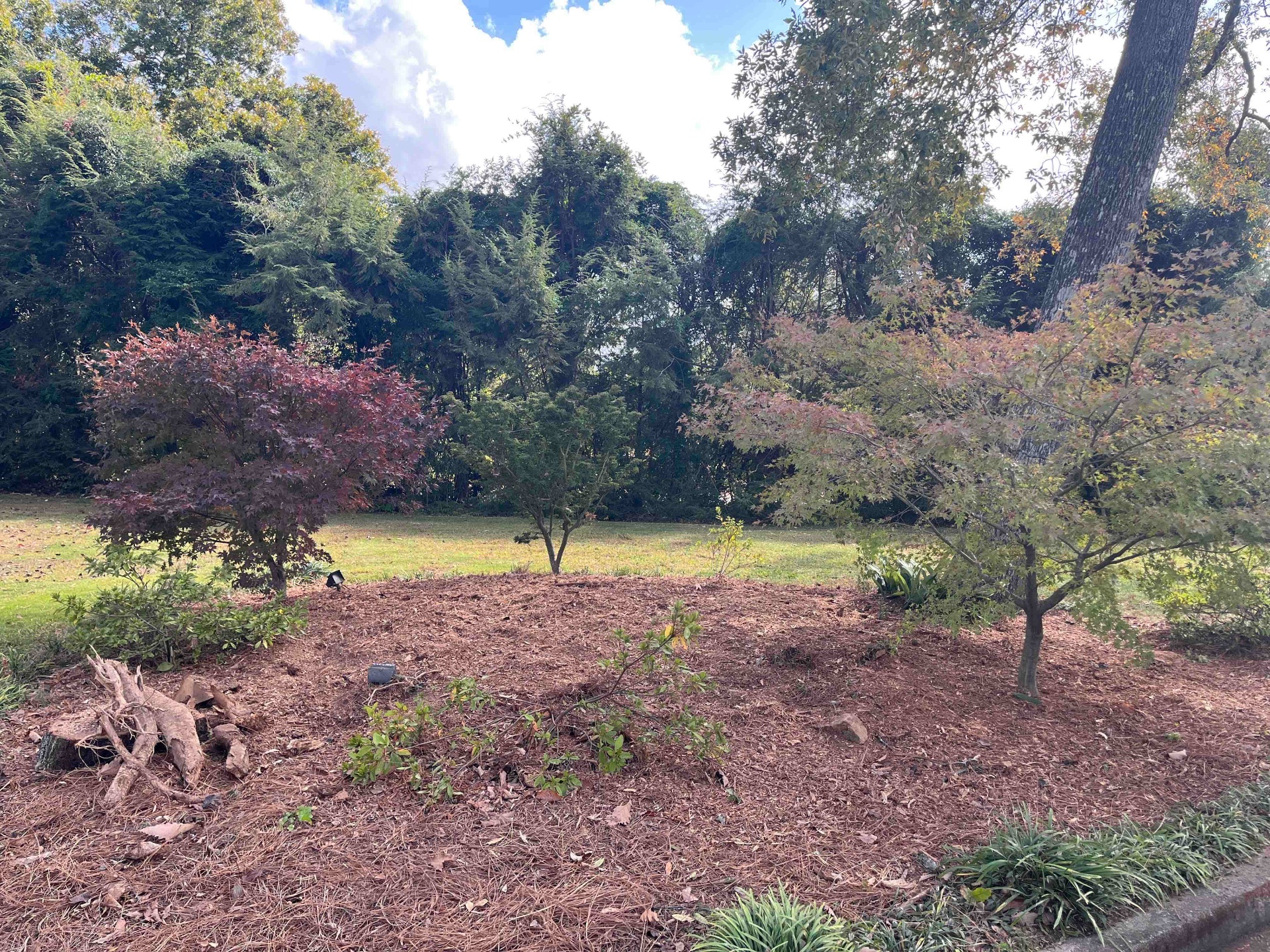 Grinder Stump Removal, Tree Stump Grinding and Removal in Lyman, SC - photo 7